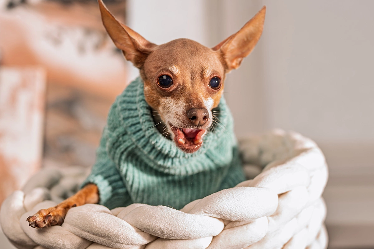 Русский тойтерьер