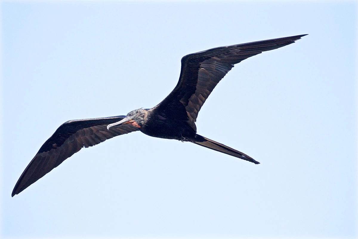 Сила тяжести влияет даже на полет птиц