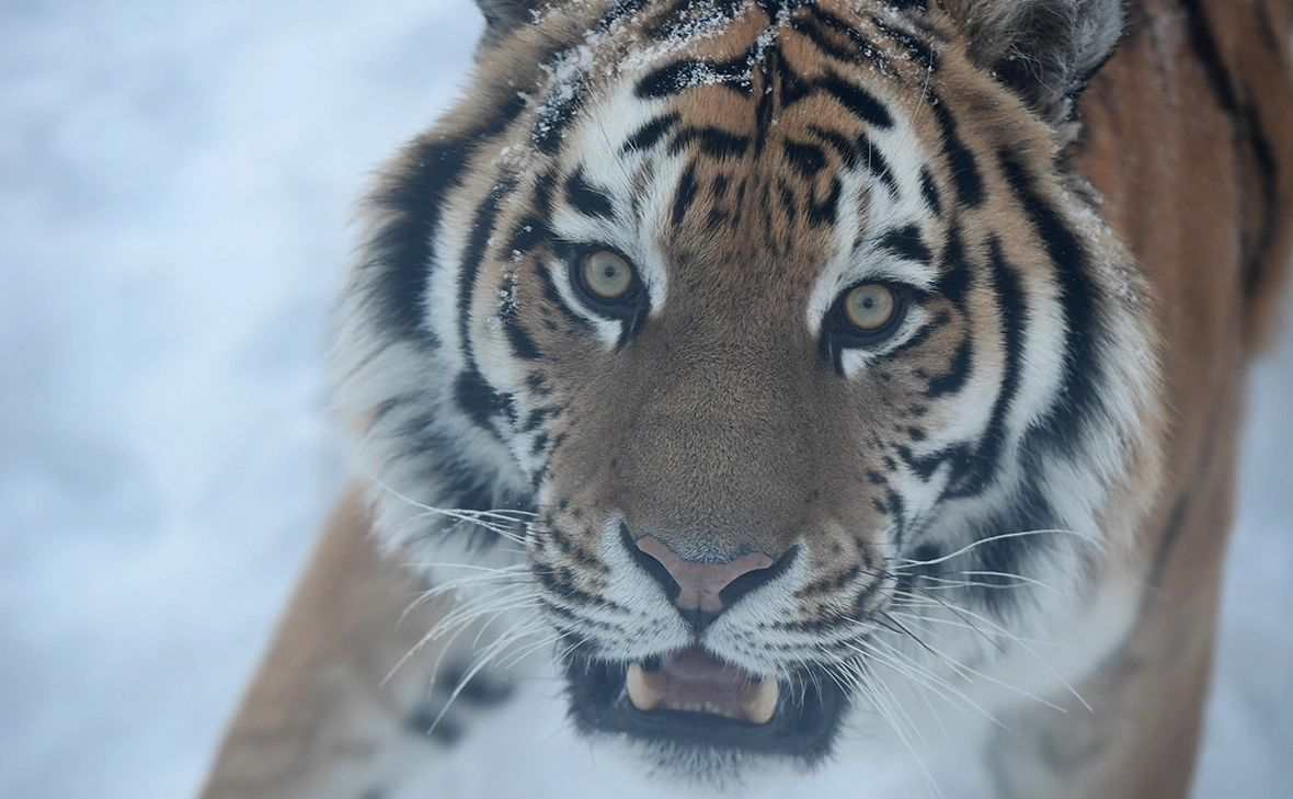 Комсомольская правда / Global Look Press