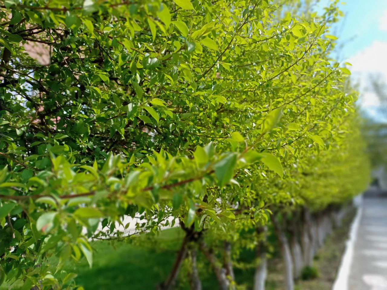 Алексей Коваленок / РБК Новосибирск 