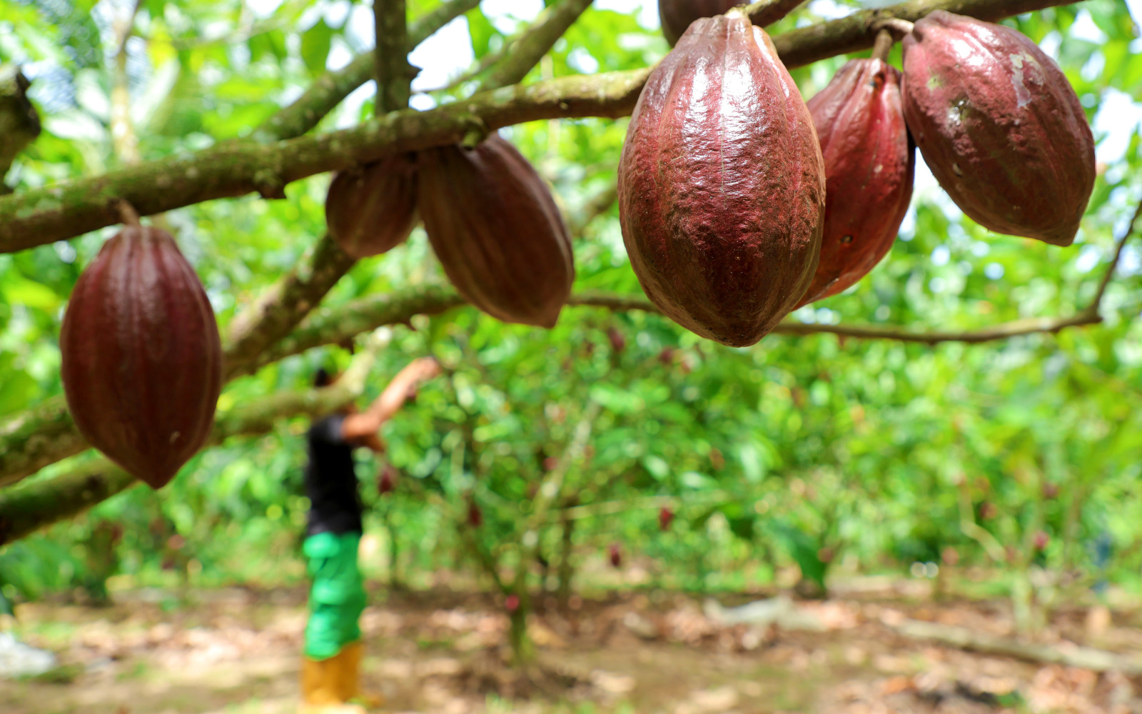 Фото: Fachrul Reza / XinHua / Global Look Press