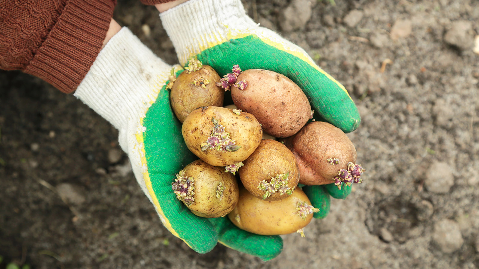 Если клубень пророс незначительно, остается твердым и на нем нет зеленых пятен, овощ можно использовать после тщательной обработки