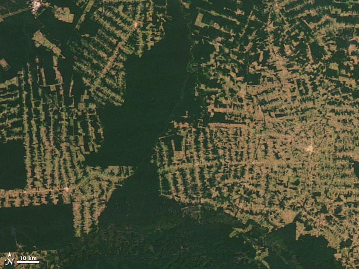 Рослесхоз начал съемку из космоса, чтобы остановить хищение леса на Урале