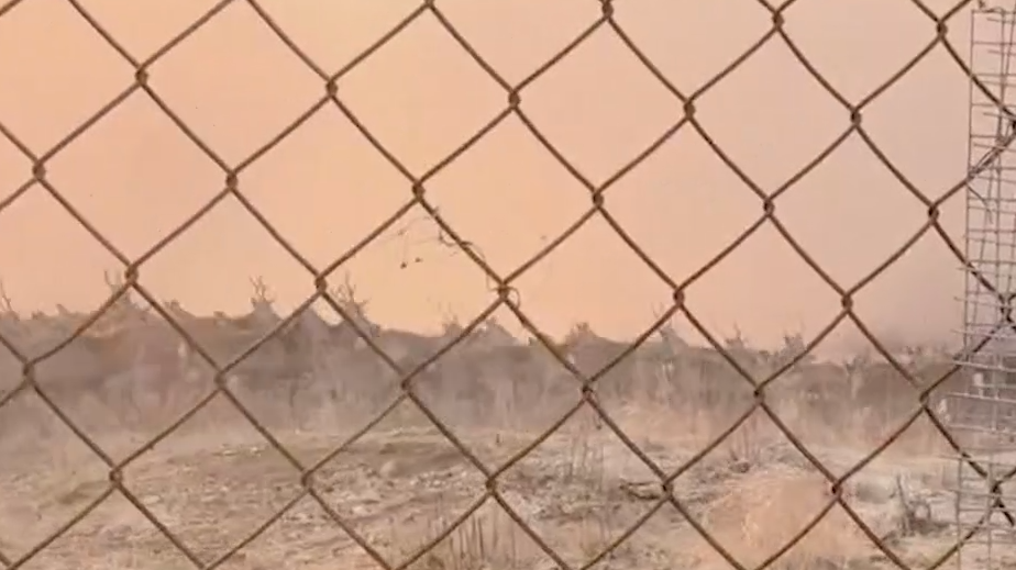 Олени сбежали из-за пожара в заповеднике в Приморском крае