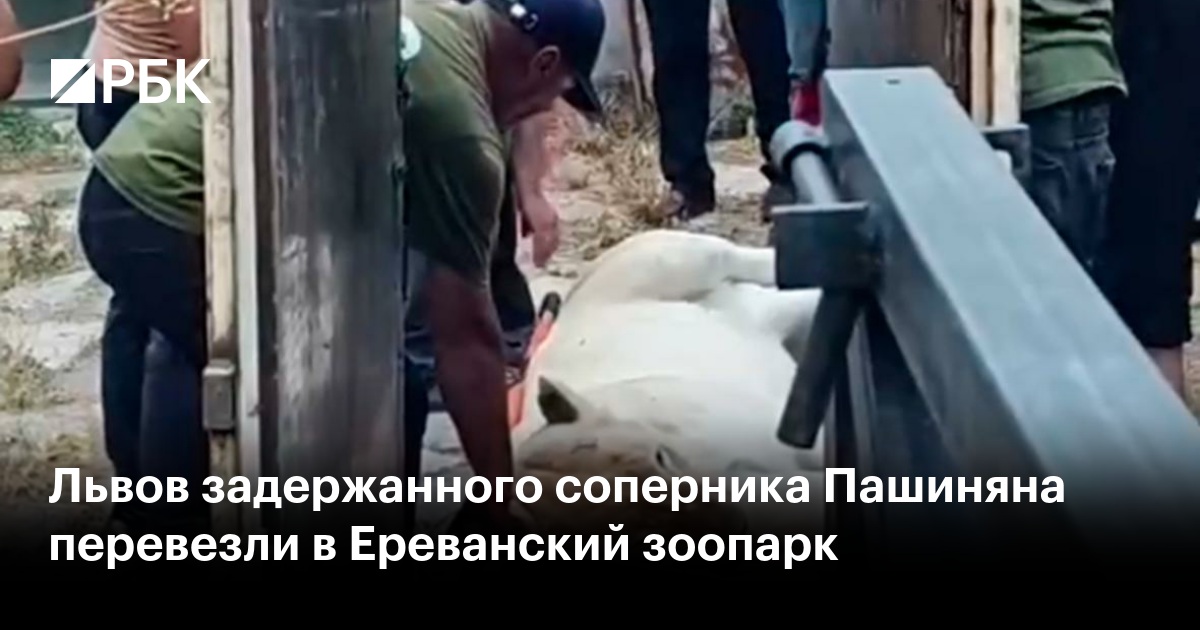 Львов задержанного соперника Пашиняна перевезли в Ереванский зоопарк