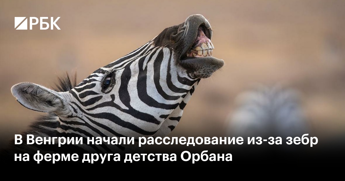 В Венгрии начали расследование из-за зебр на ферме друга детства Орбана