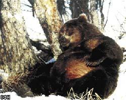 Медведь предсказал начало весны