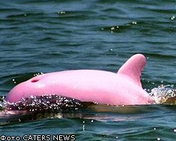 В американском озере обнаружили розового дельфина 