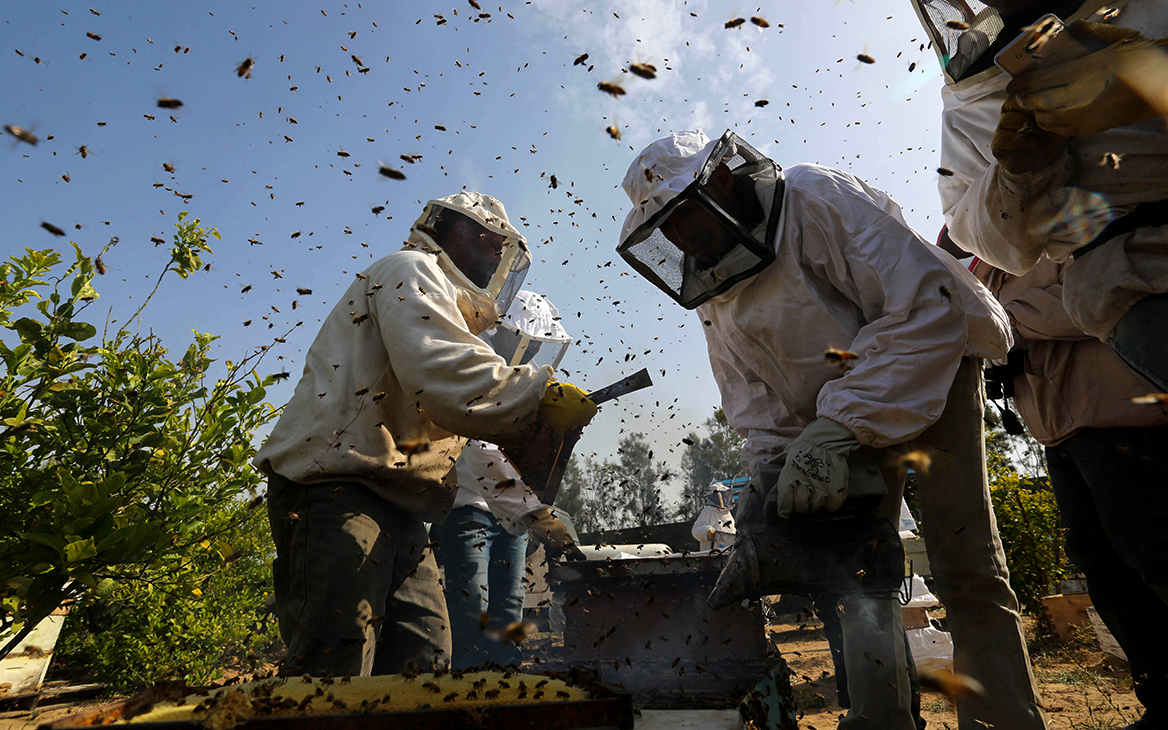 Минсельхоз назвал возможные причины гибели пчел в российских регионах