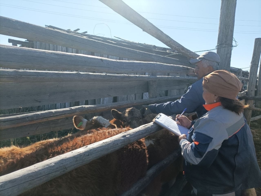 Фото: Госветслужбы Забайкалья