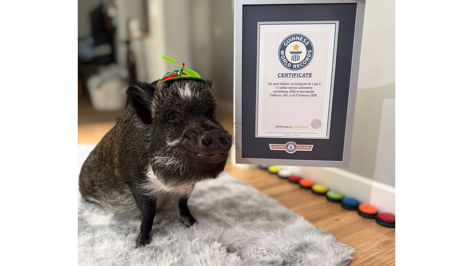 Вьетнамская вислобрюхая свинья по кличке Мерлин