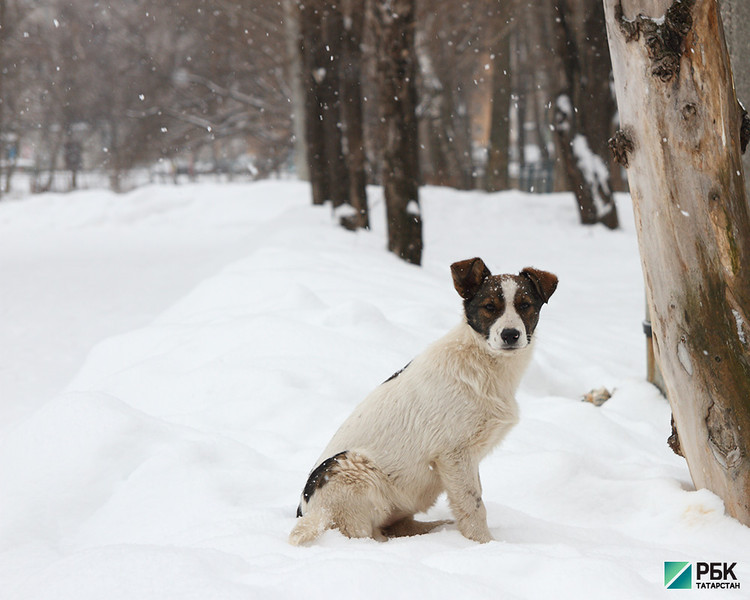 В Казани на отлов бродячих собак потратят почти 1,8 млн рублей