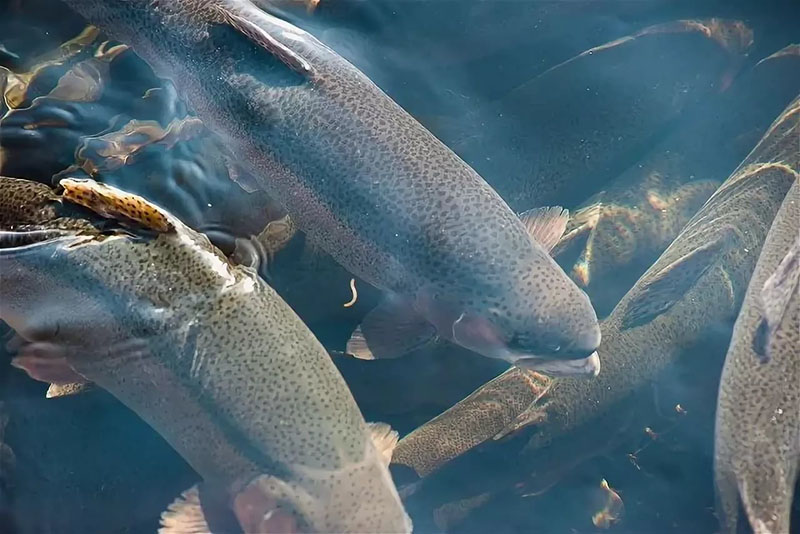 Фото: fish-agro.ru