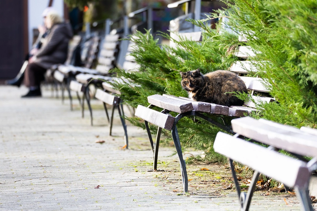 Александр Подгорчук