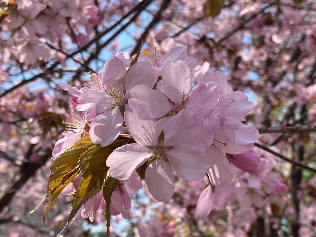 РБК Приморье