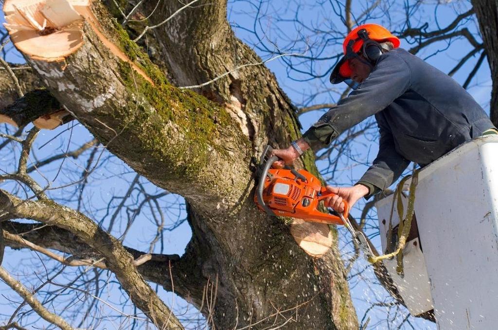 Пилить, обрезать, не трогать: что делать с деревьями в Краснодаре