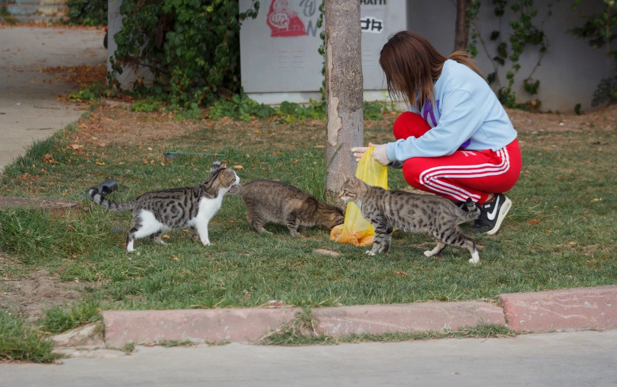 <p>Девушка кормит бездомных котов в одном из парков в Стамбуле&nbsp;</p>