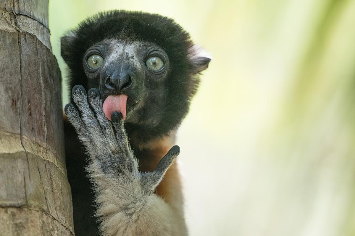 Высокая оценка жюри. «Перфоманс от Фонзи», Лилиана Лука (Италия)