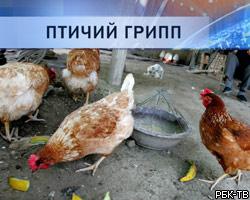 Белоруссия запретила ввоз мяса птицы из Подмосковья