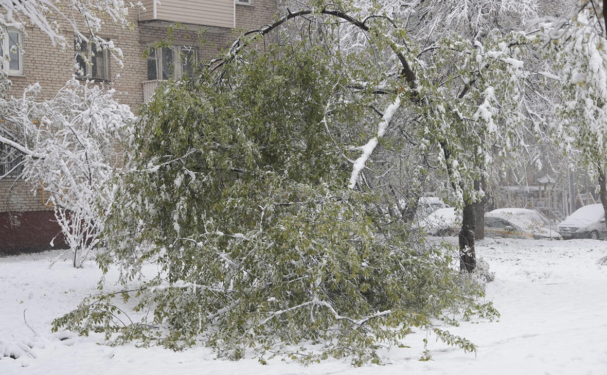 Михаил Гребенщиков / РБК