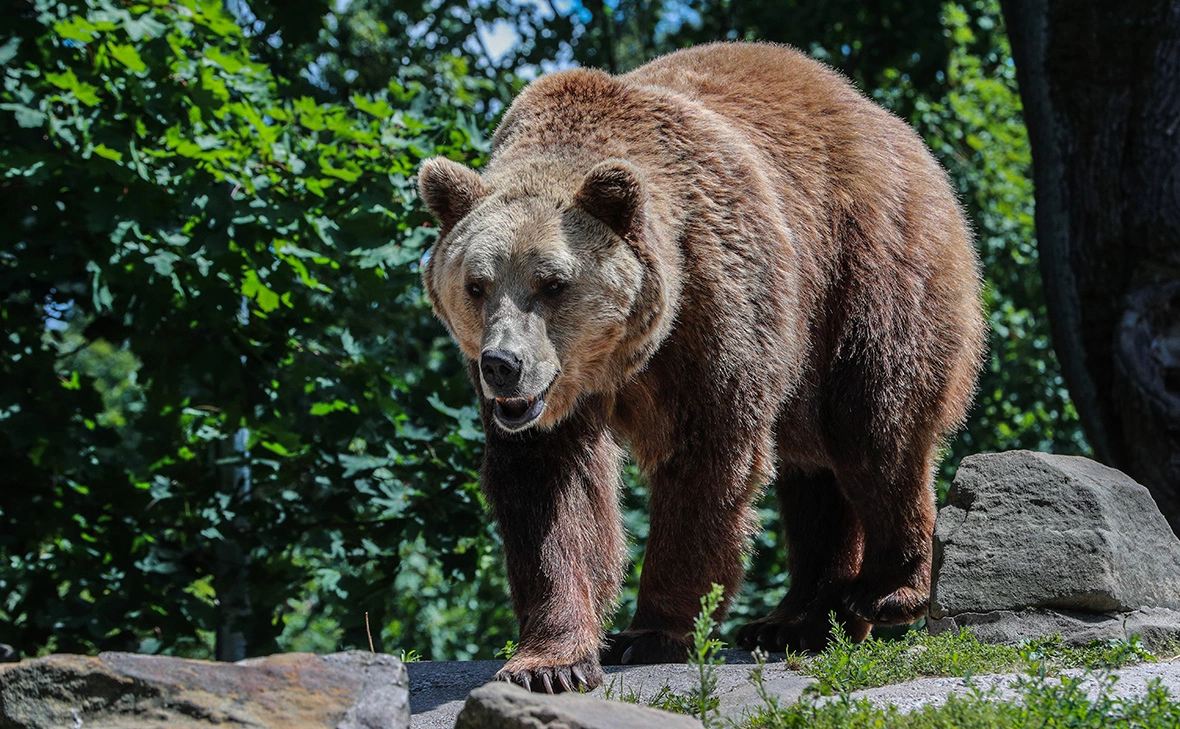 Сергей Булкин / NEWS.ru / РБК