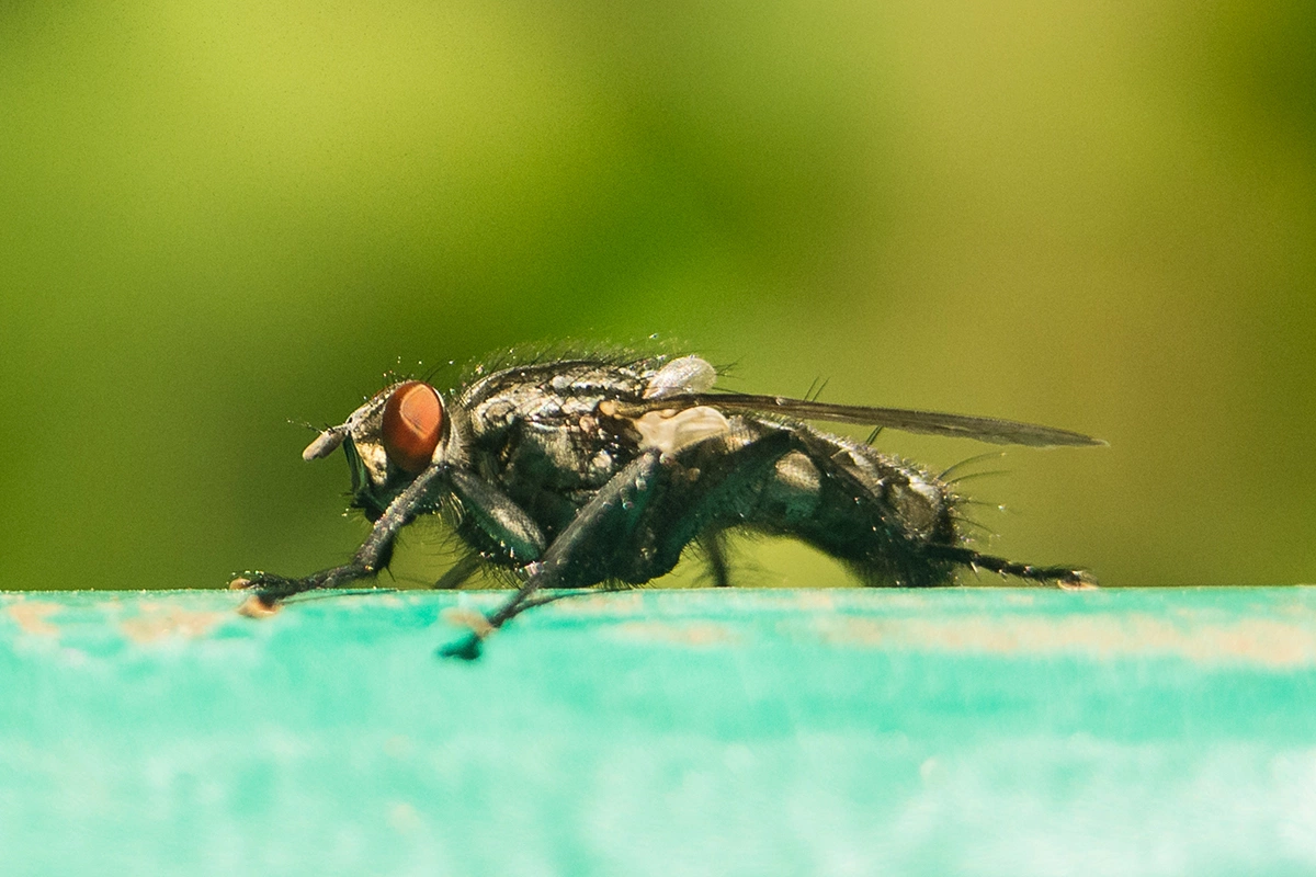 Излюбленные места обитания мух цеце — заросли вдоль берегов водоемов