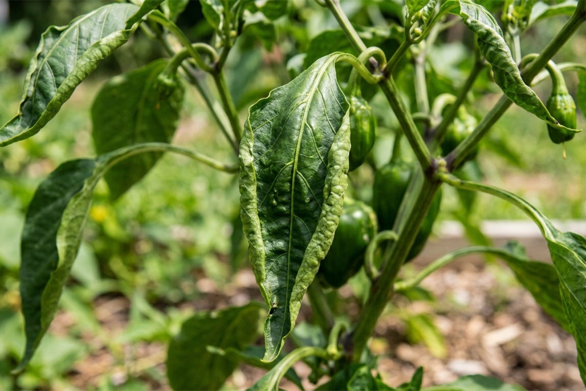 Скручивание листьев у перца может привести к гибели растения