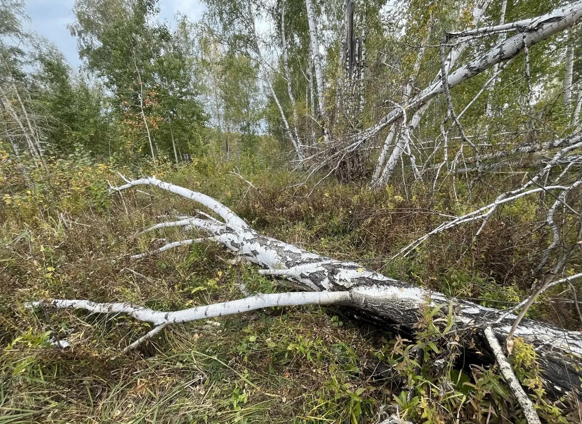 СУ СК по Новосибирской области