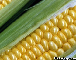 Ученые: Кукуруза поможет справиться с глобальным потеплением 