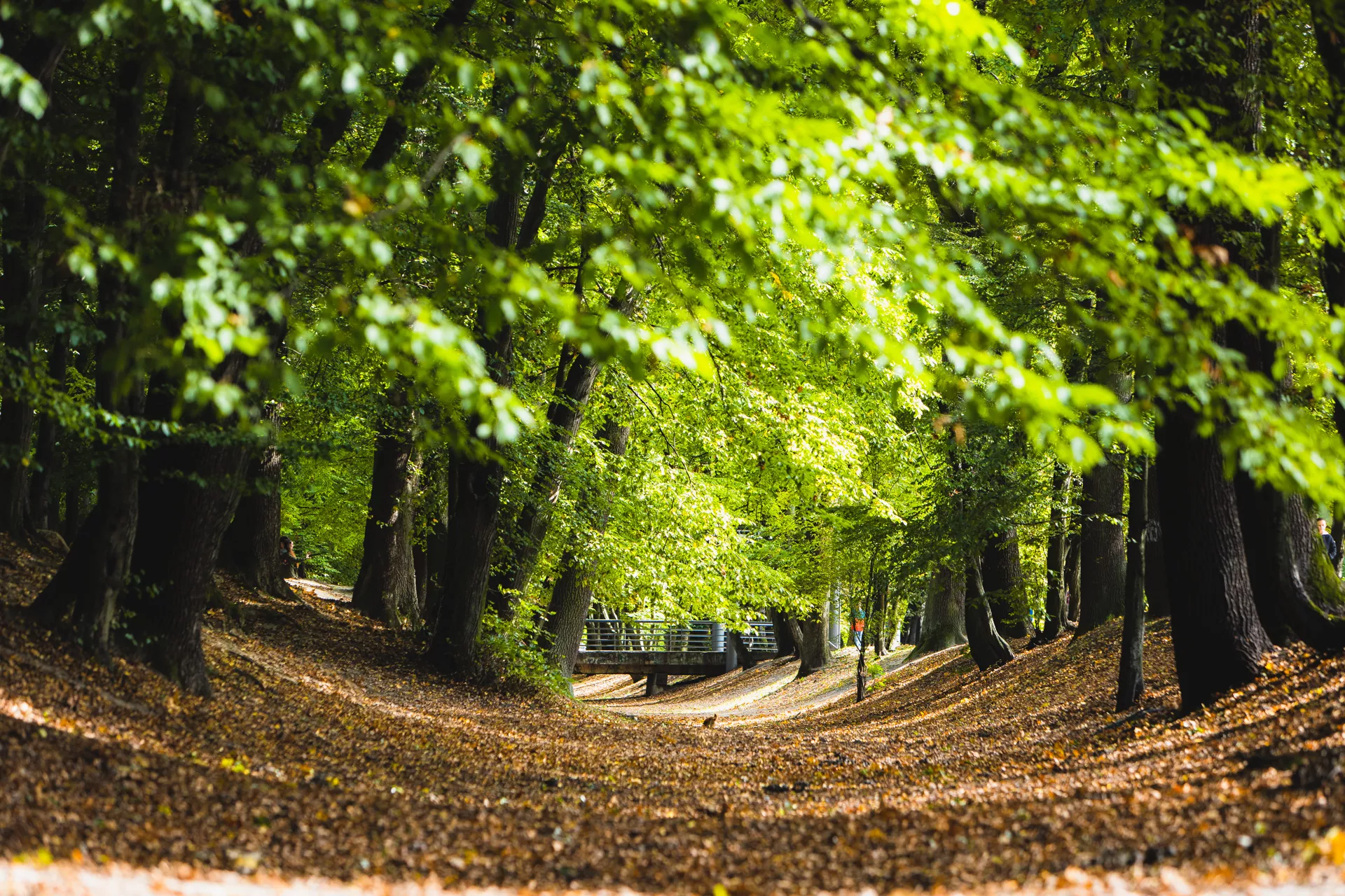 Александр Подгорчук