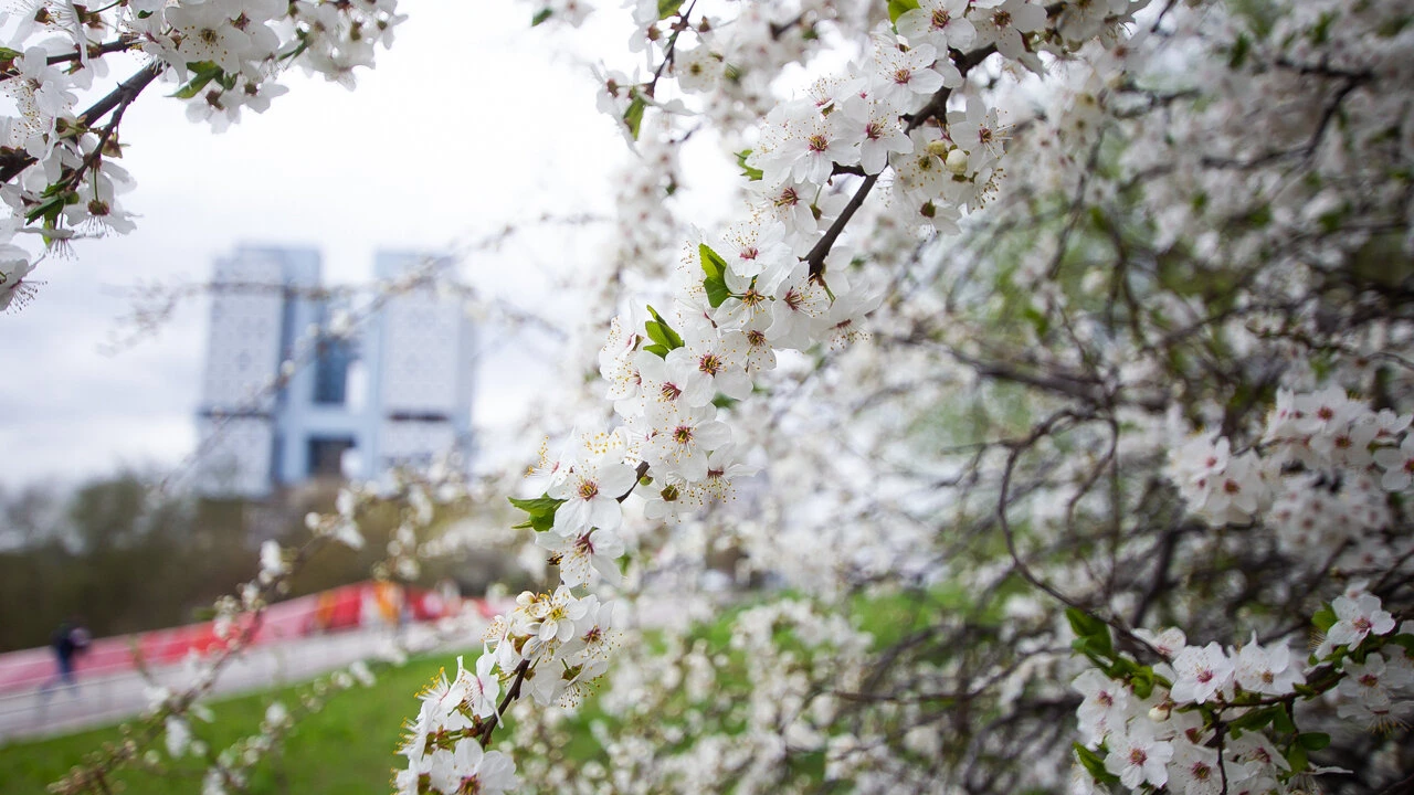 Александр Подгорчук