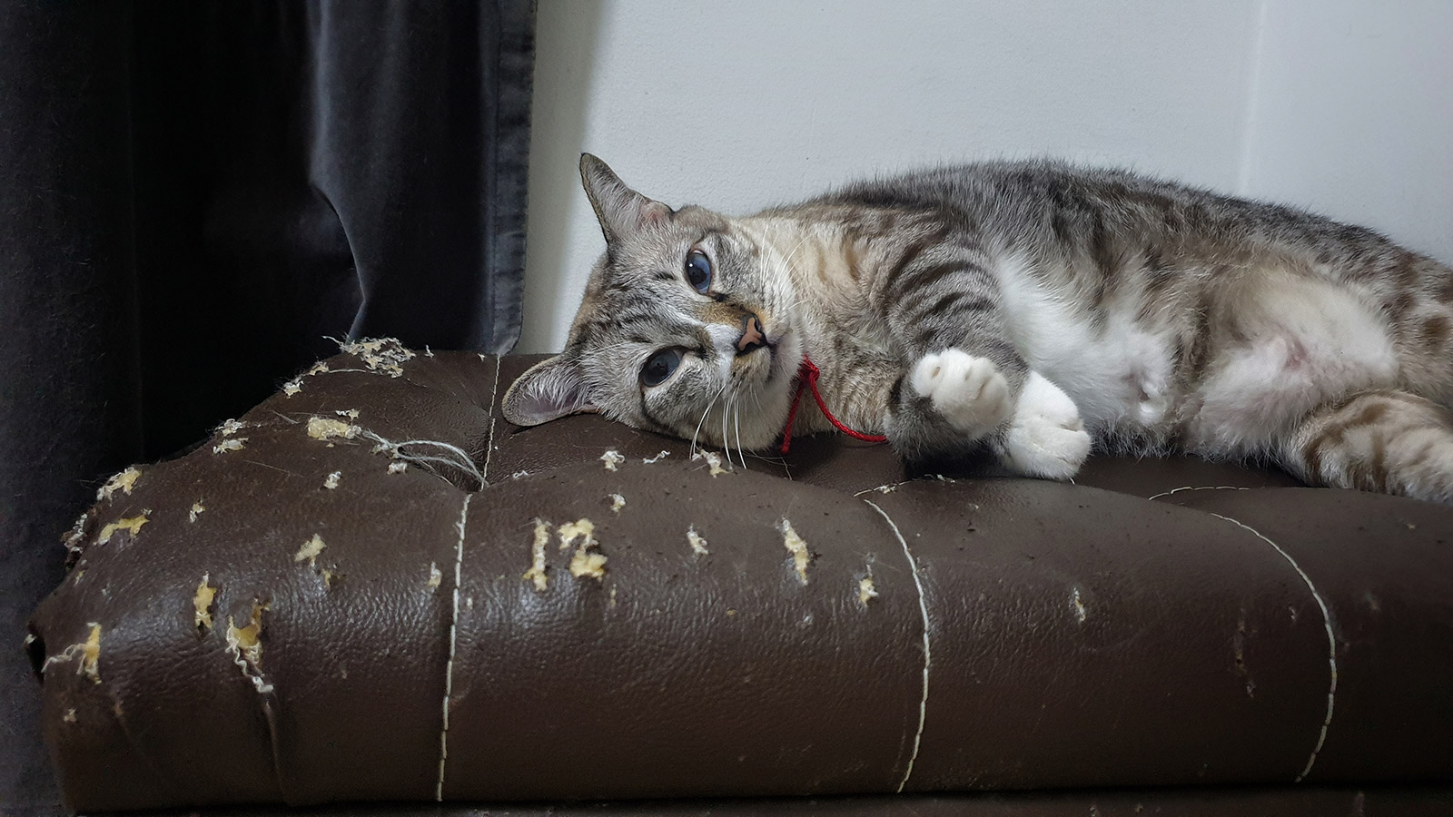 Как быстро отучить кошку драть обои и мебель. Простой способ | РБК Life