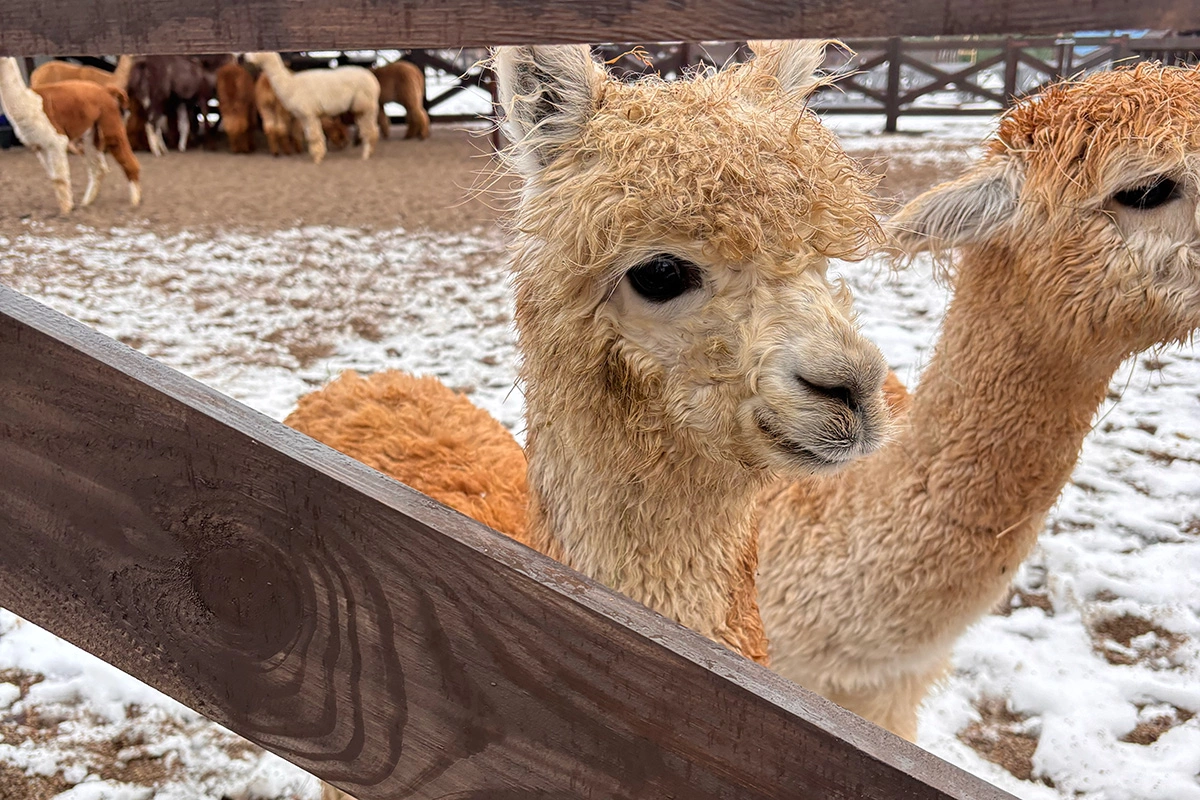 Альпаки из Чили