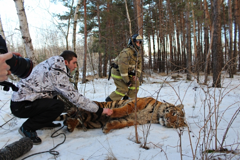 Тигр, обнаруженный в Воронежской области