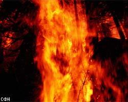 Пожар уничтожил самое высокое дерево Австралии