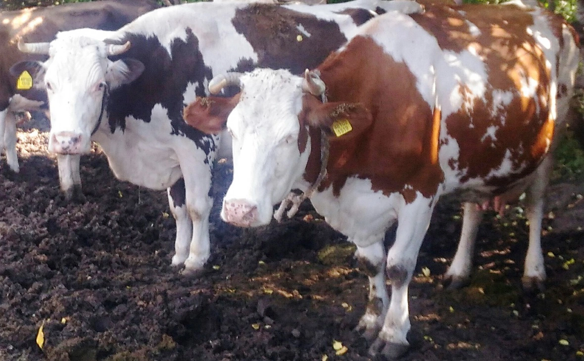 РБК Черноземье