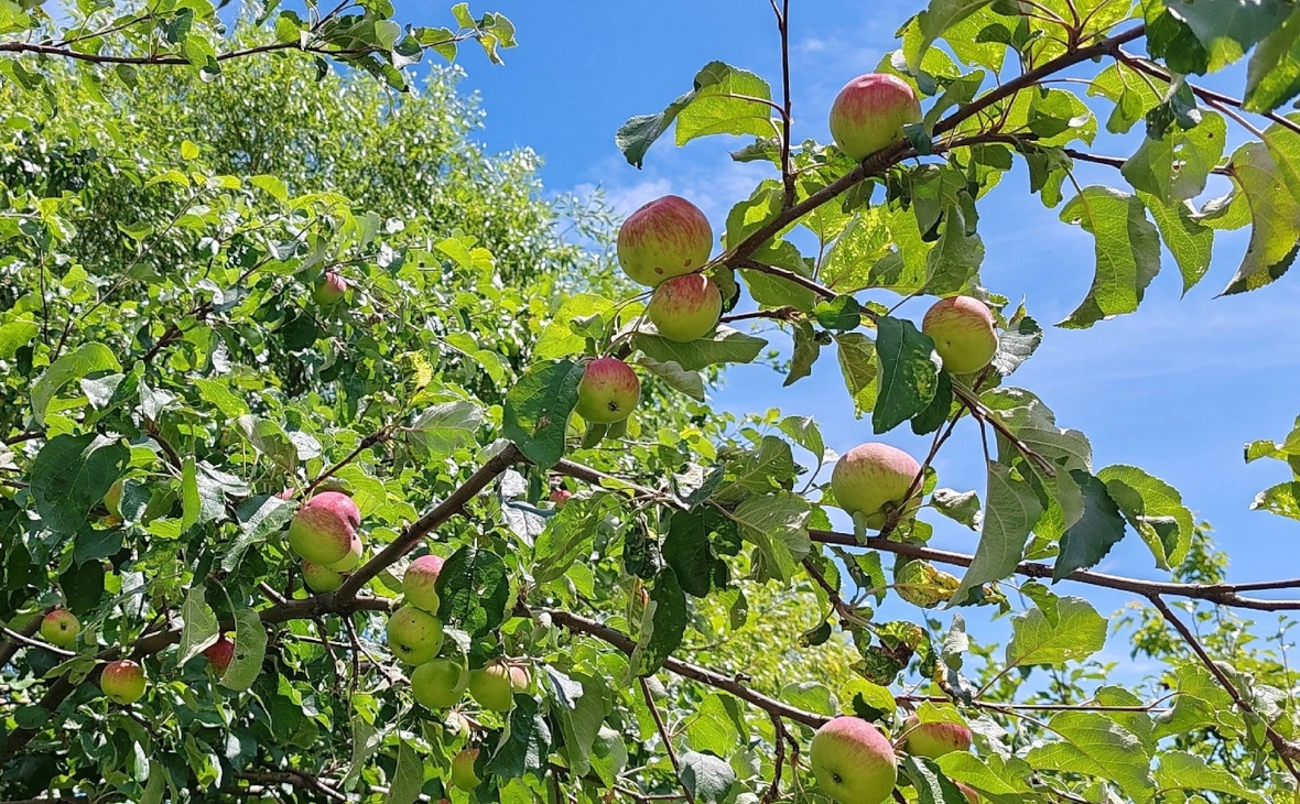 РБК Черноземье