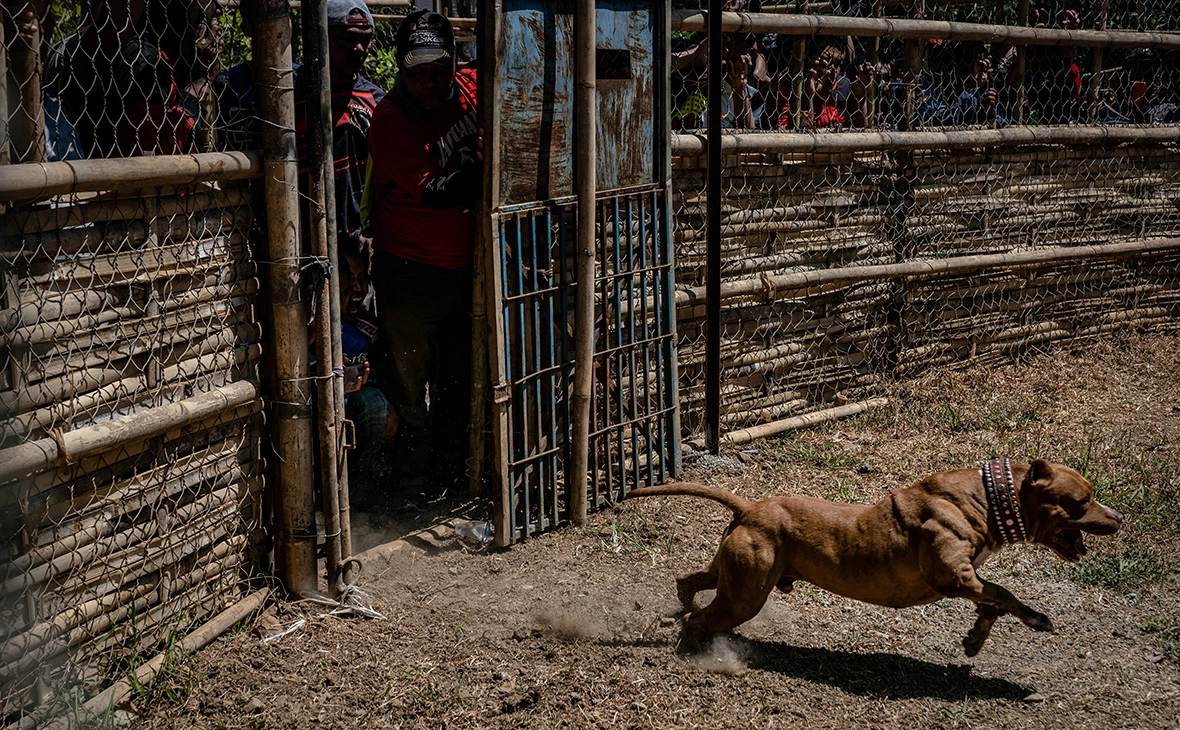 Ulet Ifansasti / Getty Images