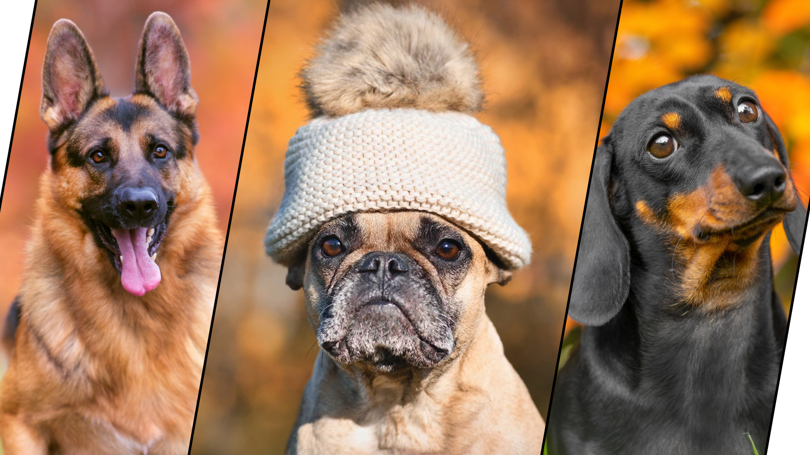 Немецкая овчарка, французский бульдог, такса