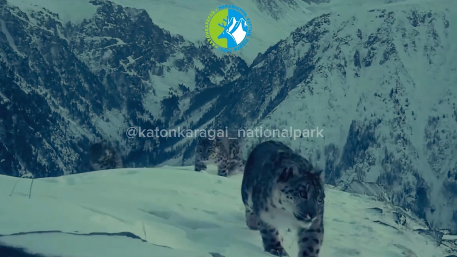 Семейство снежного барса