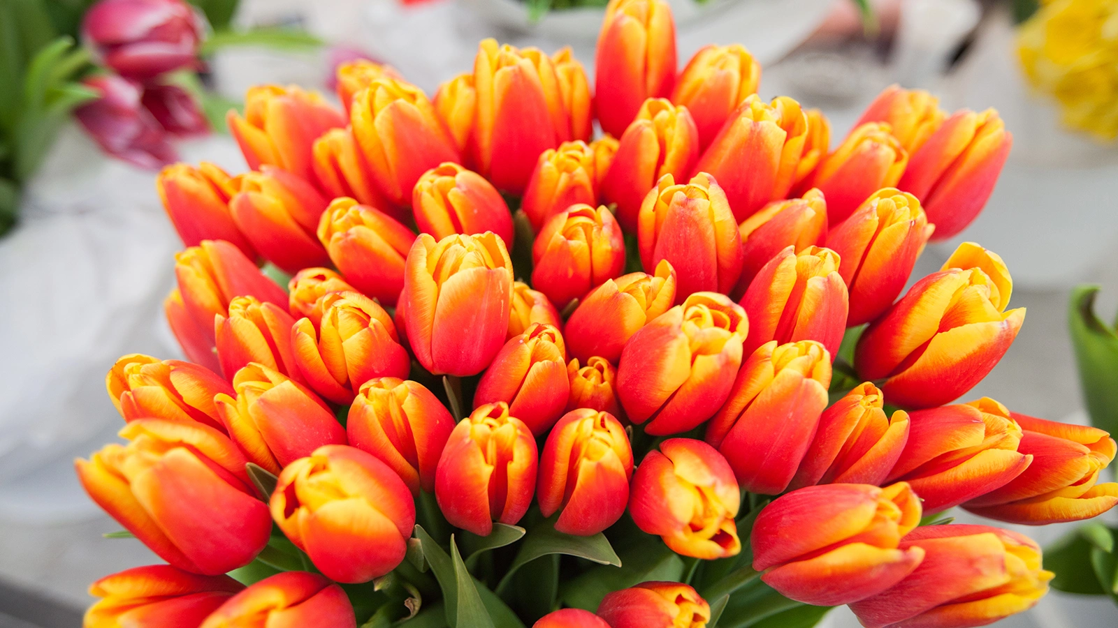 Сколько стоил самый дорогой букет на 8 Марта. Тур в Турцию дешевле