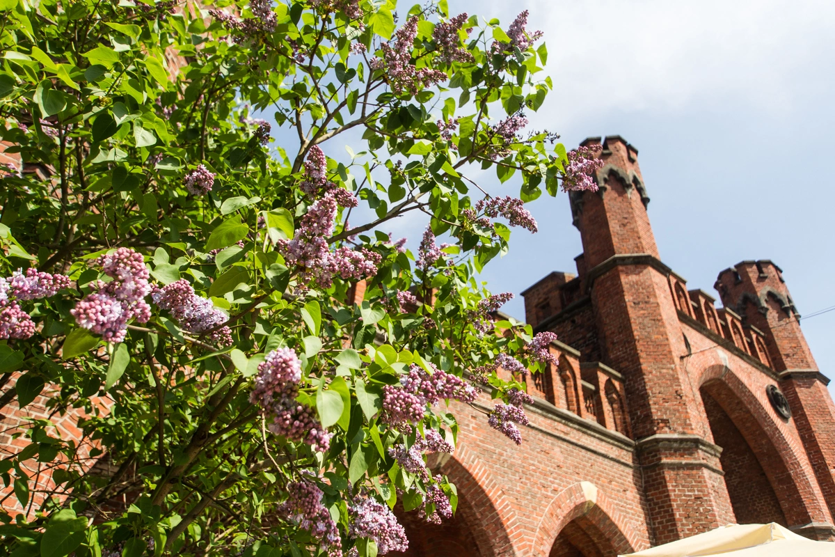 Александр Подгорчук