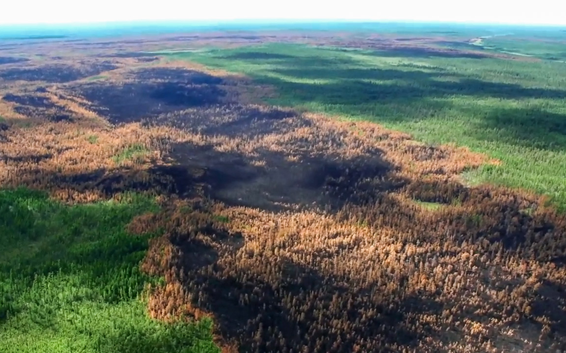 Ученый назвал возможные сроки восстановления сгоревших в Сибири лесов