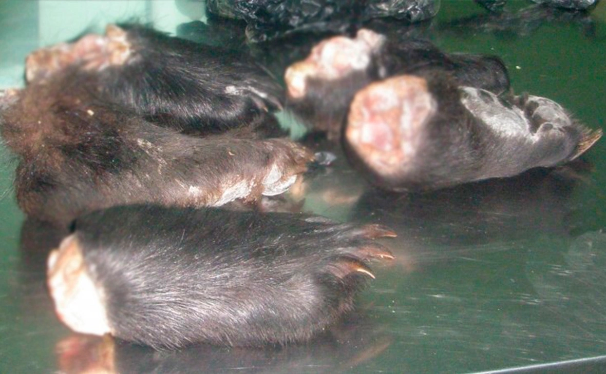 Дальневосточное таможенное управление