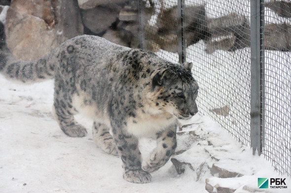 Предприятия Татарстана профинансируют сохранение снежного барса