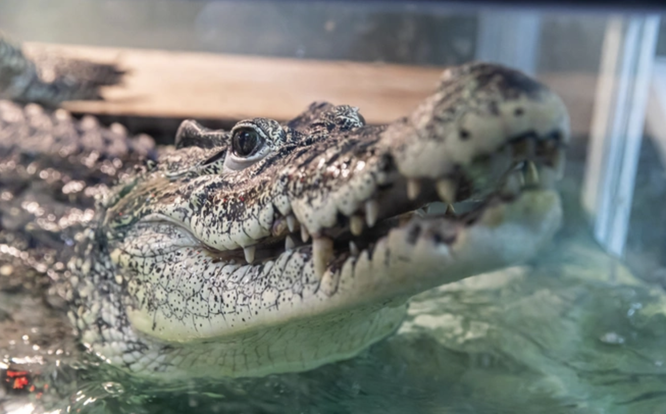 Фото: mpr.nso.ru