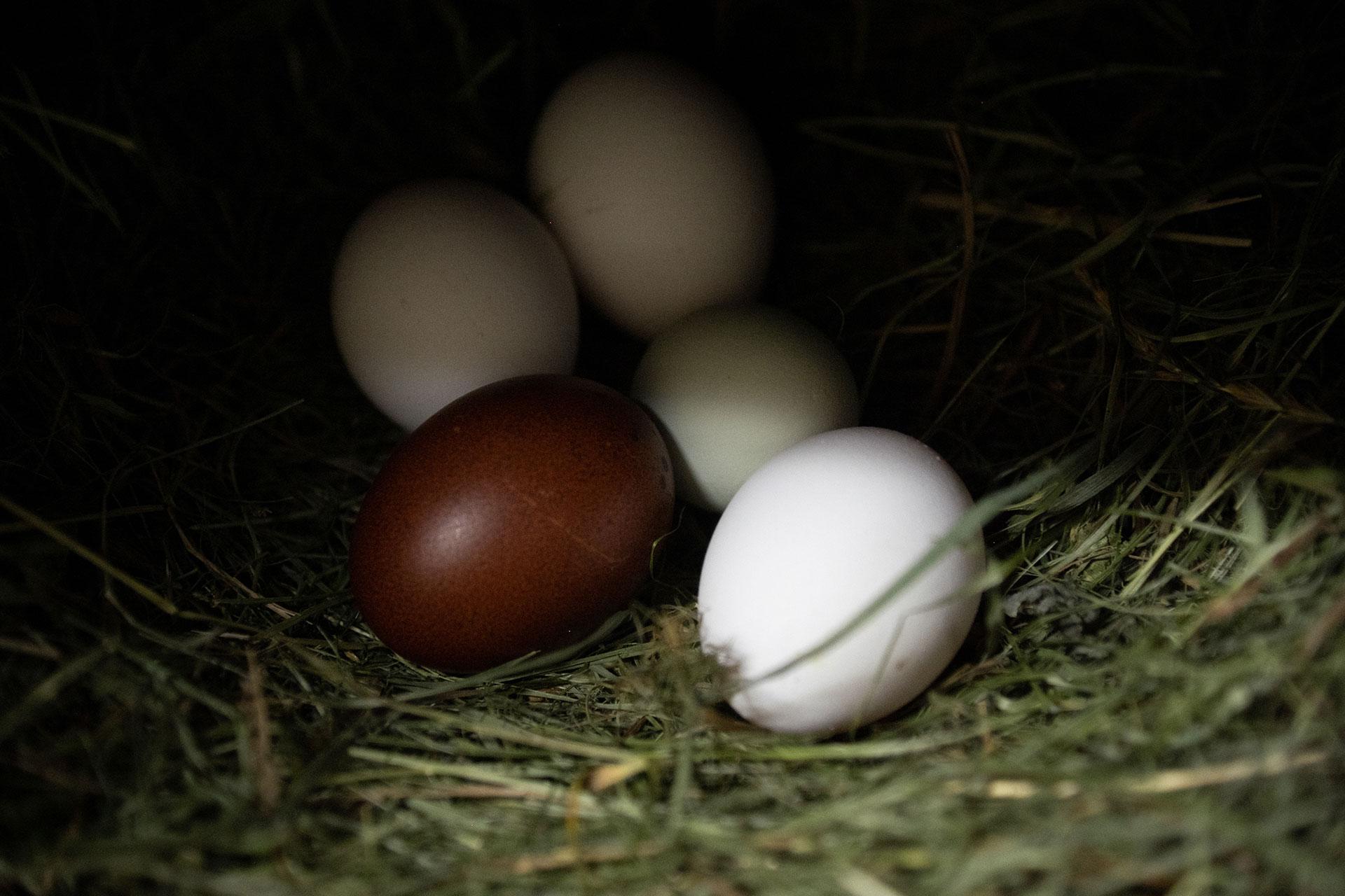 Ферма &laquo;Red Wall Family&raquo;