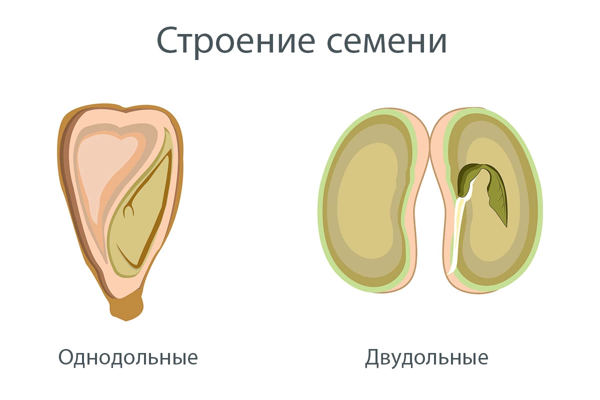 Зародыши однодольного и двудольного растения