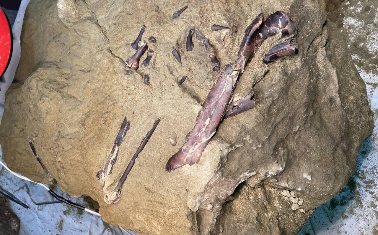 Ученые оценили редкую находку части скелета хищного динозавра в Кузбассе