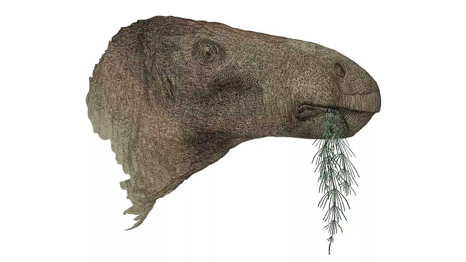 <p>Динозавр&nbsp;Comptonatus chasei</p>